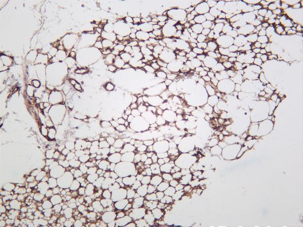 Rat adipose was stained with anti-Adiponectin rabbit antibody