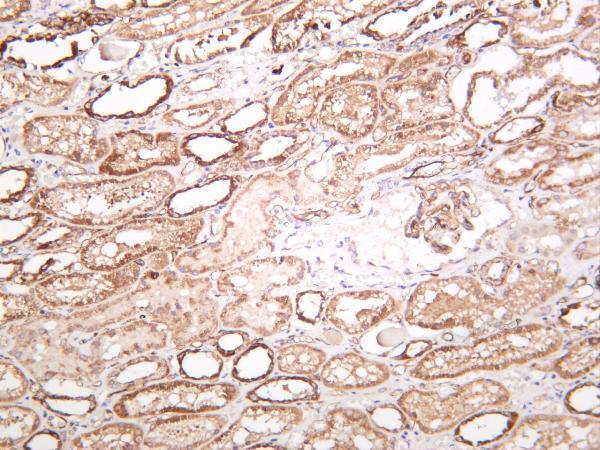 Human kidney was stained with anti-Adiponectin rabbit antibody