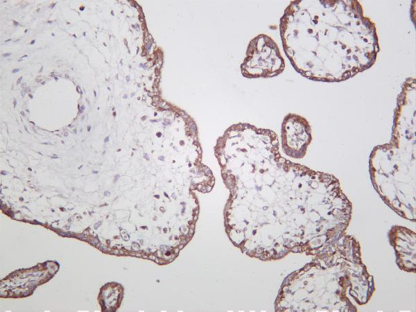 Human placenta was stained with anti-Adiponectin rabbit antibody