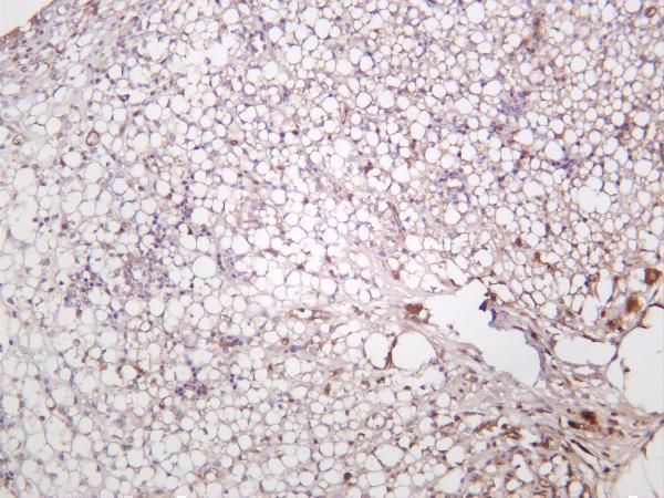 m00509 5 adipoq primary antibodies ihc testing 4