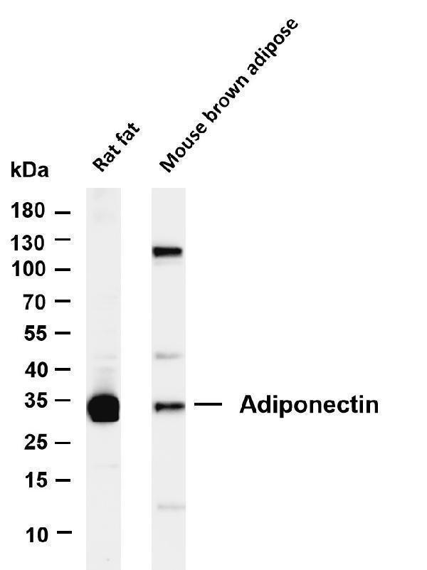 m00509 5 adipoq primary antibodies wb testing 1