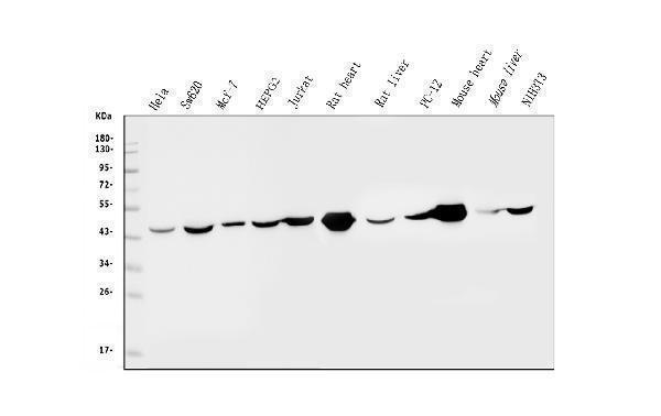 m00510 4 idh2 primary antibodies wb testing 1