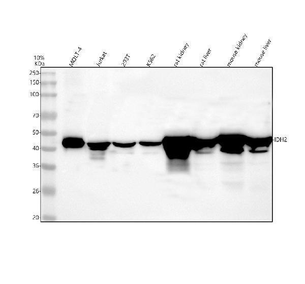 m00510 idh2 primary antibodies wb testing 1