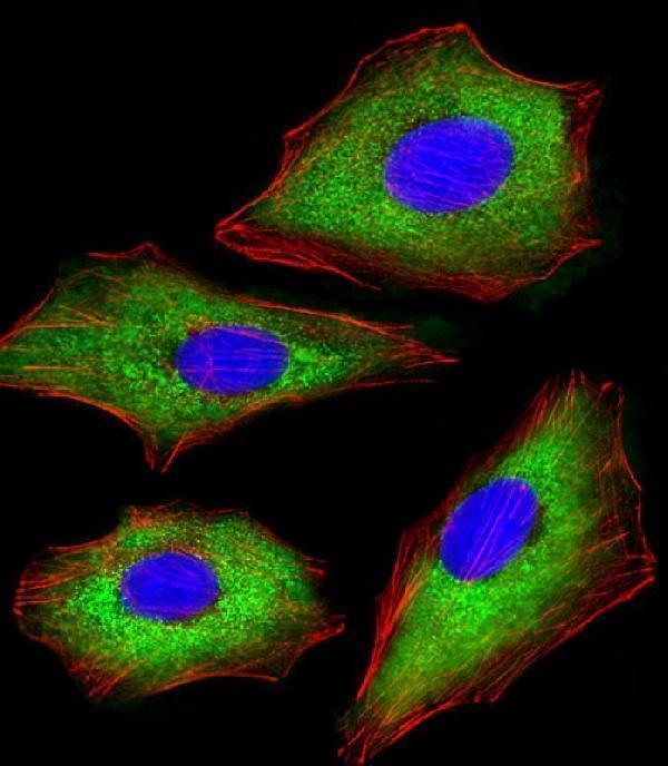 Immunofluorescent analysis of 4% paraformaldehyde-fixed, 0