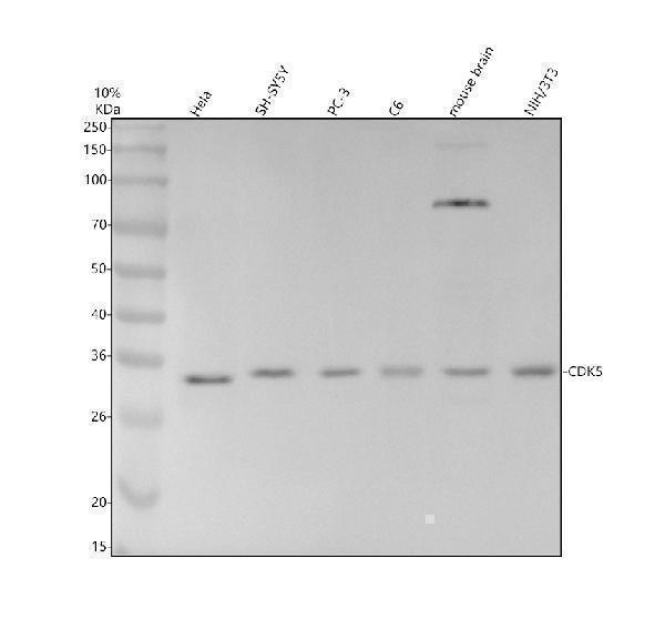 m00511 cdk5 primary antibodies wb testing 1