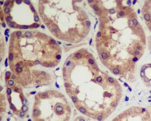 m00511 ihc
