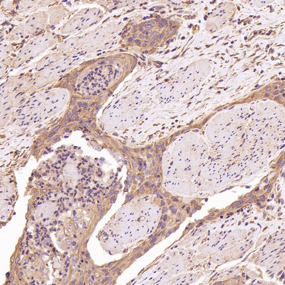 m00511 ihc10