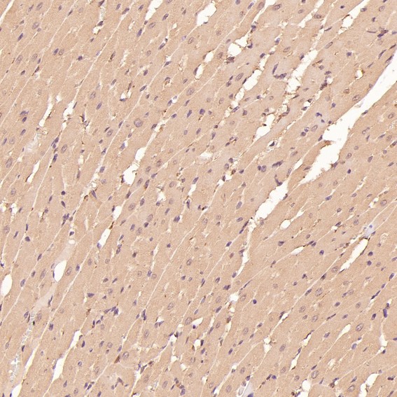 m00511 ihc8