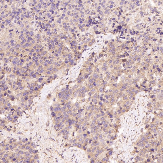 m00511 ihc9