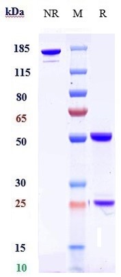 Anti-DLK1 Reference Antibody (LIV-1205) on SDS-PAGE under reducing (R) condition