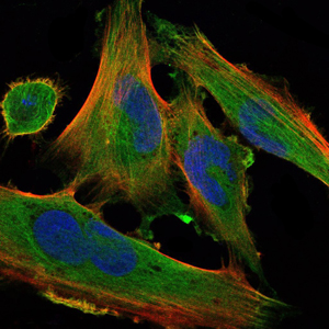 m00513 dlk1 primary antibodyes if testing 2