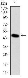 m00513 dlk1 primary antibodyes wb testing 1