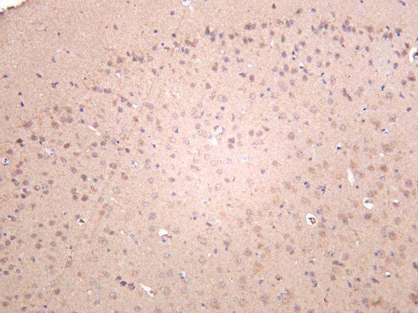 Mouse brain was stained with anti-Keap1 rabbit antibody