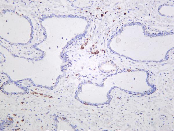 m00514 1 keap1 primary antibodies ihc testing 4