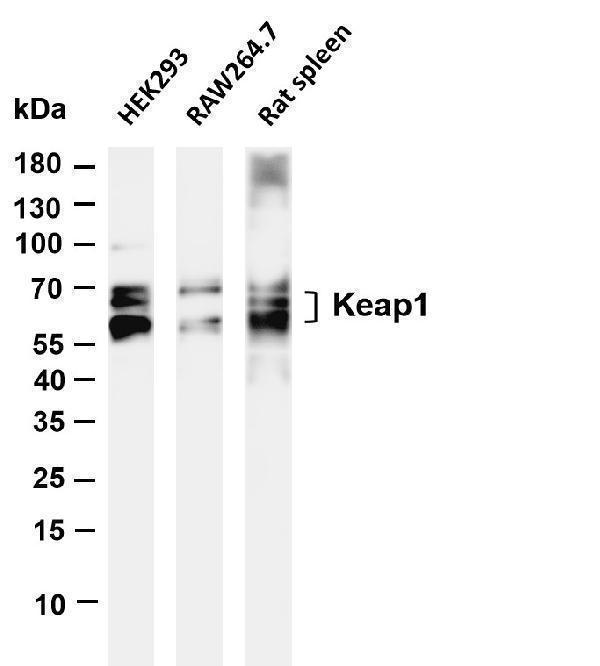 m00514 1 keap1 primary antibodies wb testing 1