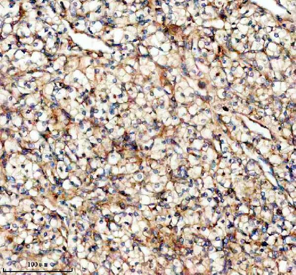 m00515 cyp1b1 primary antibodies ihc testing 3