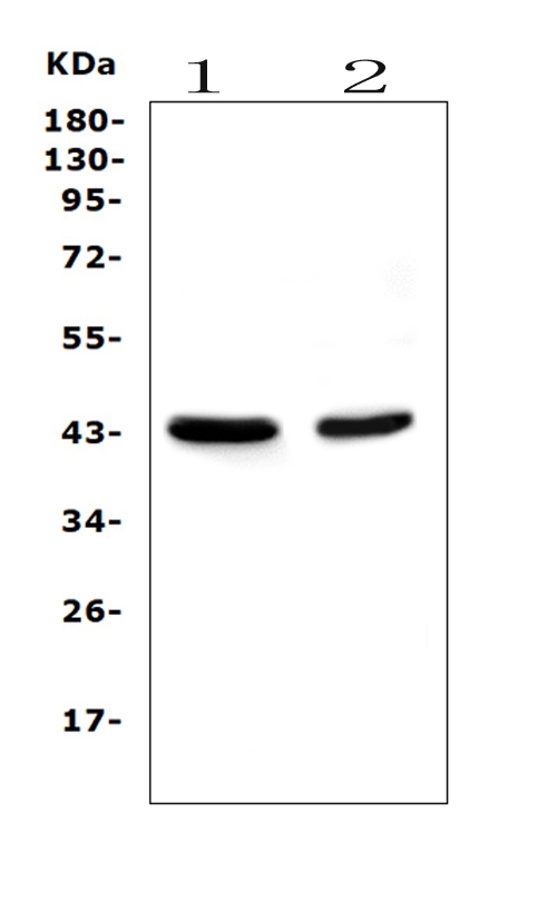 m00516 1 pon1 primary antibodies wb testing 1_1_1