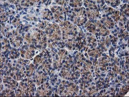 Immunohistochemical staining of paraffin-embedded Human pancreas tissue within the normal limits using anti-PON1 mouse monoclonal antibody