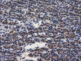 m00516 4 anti pon1 mouse monoclonal antibody clone id oti1f7 ihc testing 4