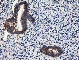 m00516 4 anti pon1 mouse monoclonal antibody clone id oti1f7 ihc testing 5
