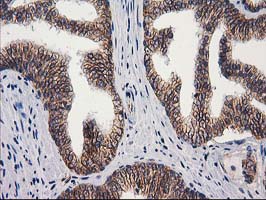 m00516 4 anti pon1 mouse monoclonal antibody clone id oti1f7 ihc testing 7