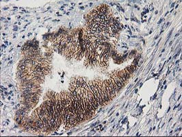 m00516 4 anti pon1 mouse monoclonal antibody clone id oti1f7 ihc testing 8