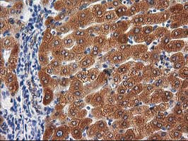 m00516 4 anti pon1 mouse monoclonal antibody clone id oti1f7 ihc testing 9