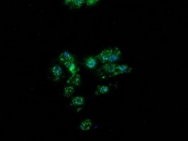 m00516 5 anti pon1 mouse monoclonal antibody clone id oti2d4 if testing 8