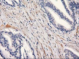 m00516 5 anti pon1 mouse monoclonal antibody clone id oti2d4 ihc testing 4