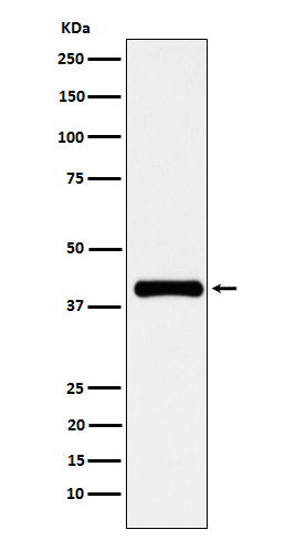 Western blot analysis of PON1 expression in human plasma cell lysate