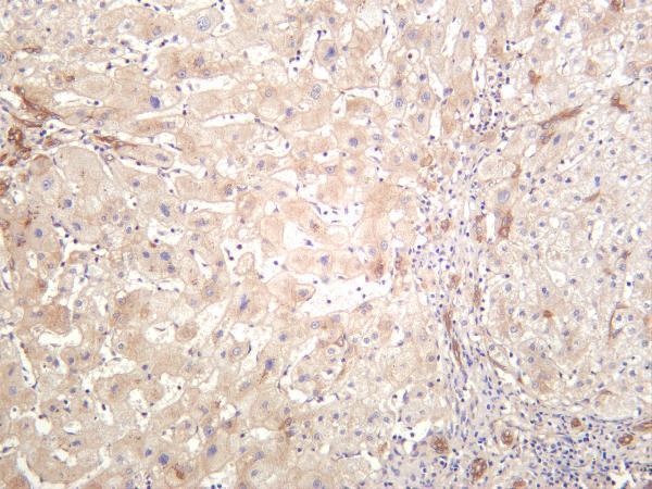 Human liver was stained with anti-Notch2 rabbit antibody