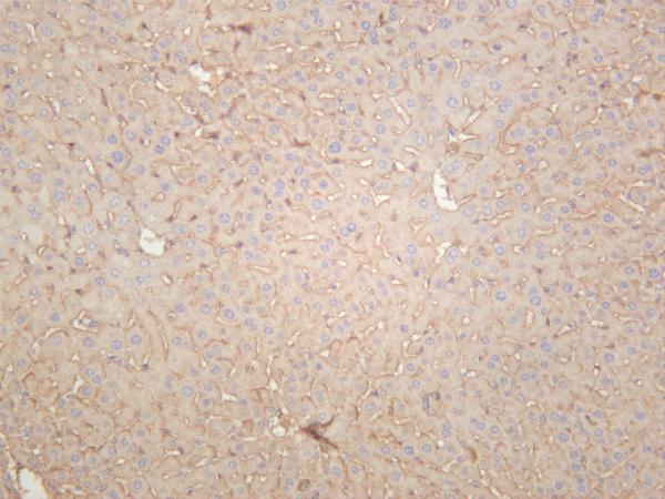 Mouse liver was stained with anti-Notch2 rabbit antibody