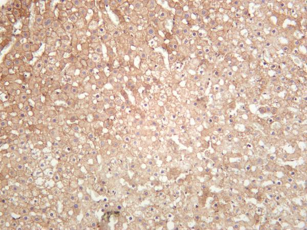 m00518 1 notch2 primary antibodies ihc testing 4
