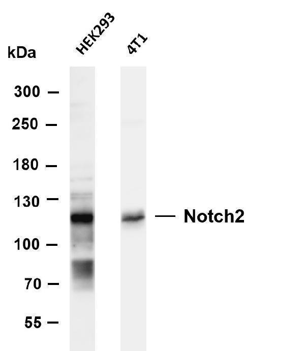 m00518 1 notch2 primary antibodies wb testing 5