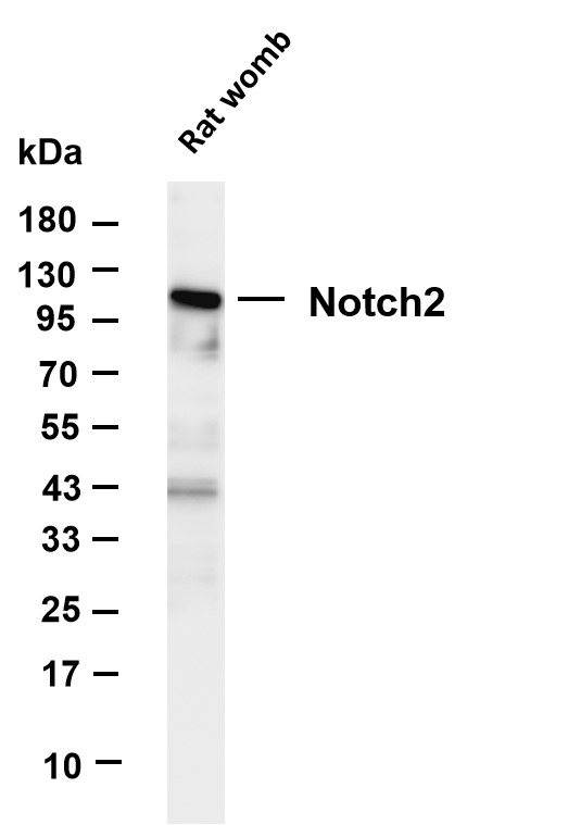 m00518 1 notch2 primary antibodies wb testing 6