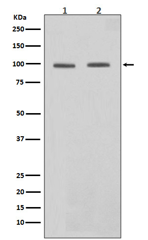 m00523 1 wb