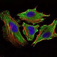 m00523 2 stat6 primary antibodies if testing 1