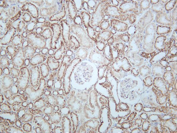 Rat kidney was stained with anti-STAT6 rabbit antibody