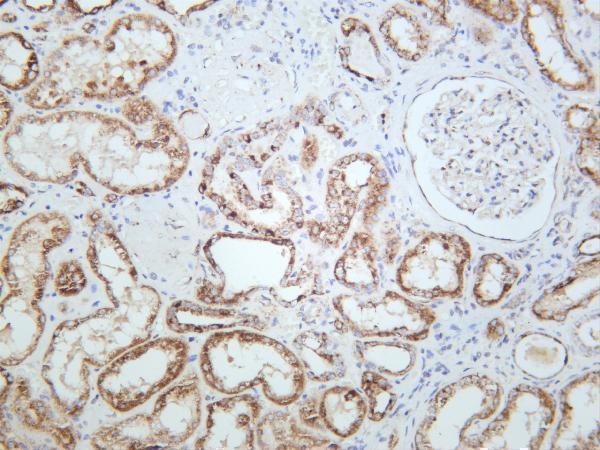 Human kidney was stained with anti-STAT6 rabbit antibody