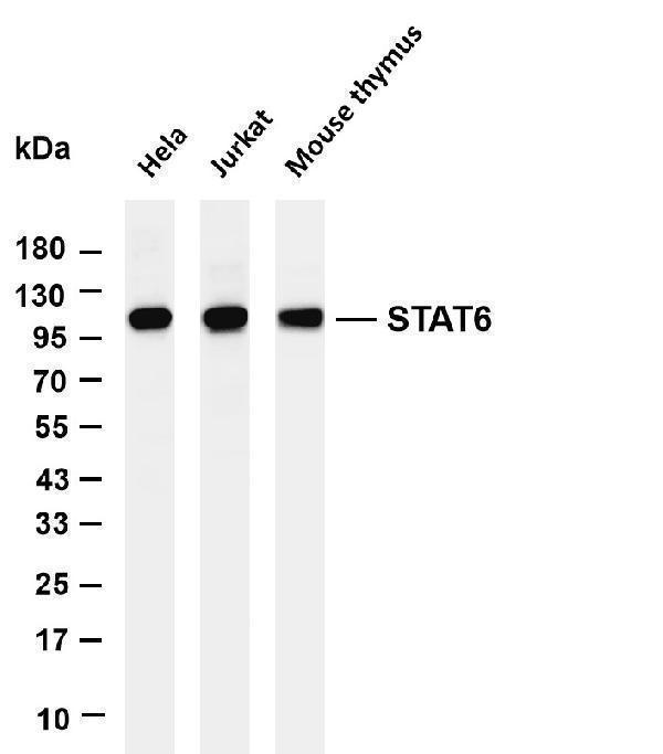 m00523 3 stat6 primary antibodies wb testing 1