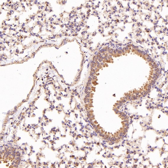 m00523 ihc9