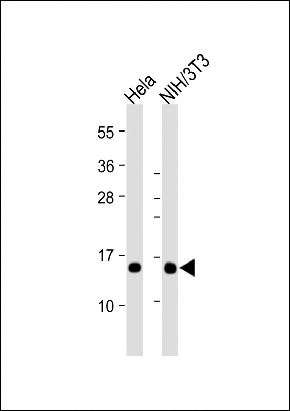 All lanes : Anti-RBX1 at 1:2000 dilutionLane 1: Hela whole cell lysateLane 2: NIH/3T3 whole cell lysateLysates/proteins at 20 µg per lane