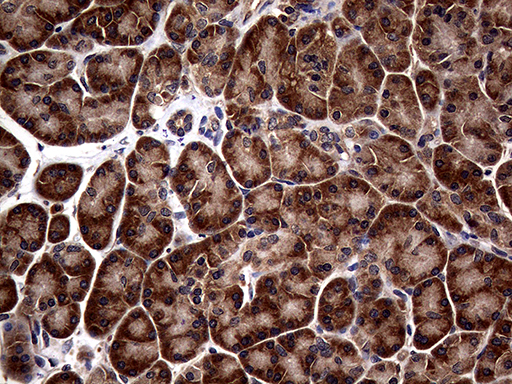 Immunohistochemical staining of paraffin-embedded Human pancreas tissue within the normal limits using anti-ATG16L1 mouse monoclonal antibody