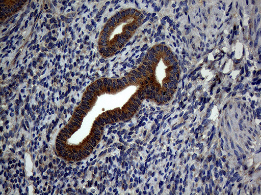 m00526 1 anti atg16l1 mouse monoclonal antibody clone id oti5a2 ihc testing 4