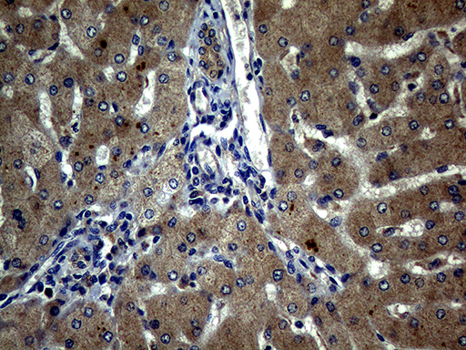 m00526 1 anti atg16l1 mouse monoclonal antibody clone id oti5a2 ihc testing 6