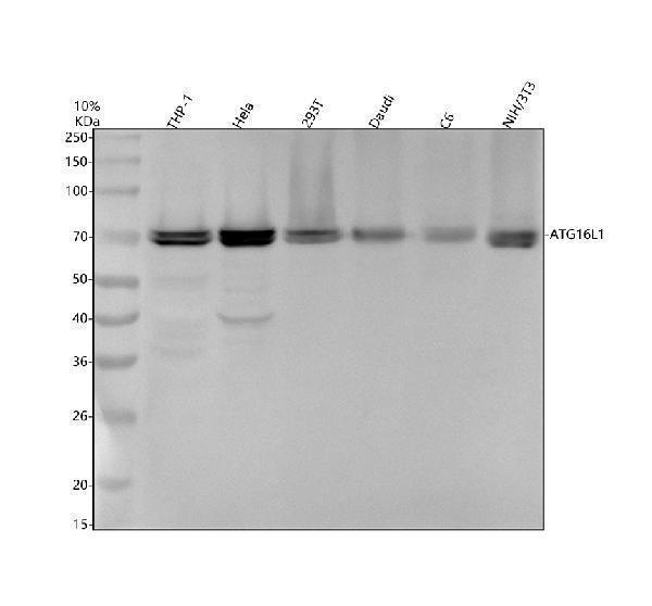 m00526 atg16l1 primary antibodies wb testing 1
