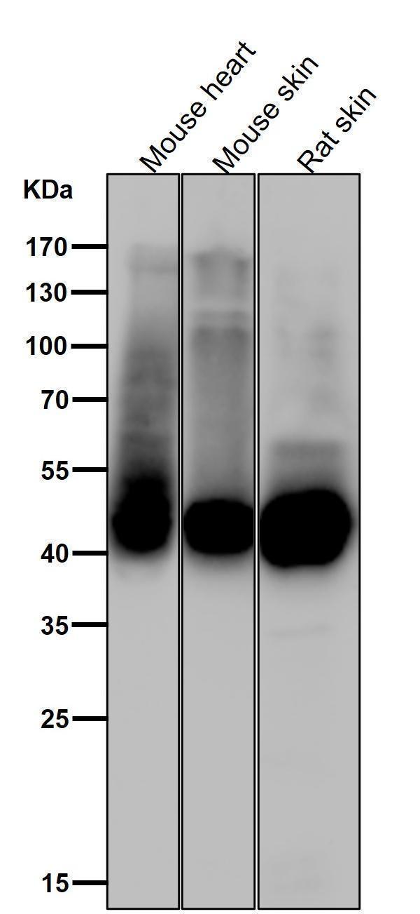 All lanes use the Antibody at 1:3K dilution for 1 hour at room temperature