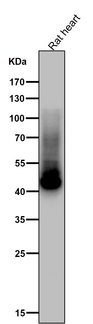 All lanes use the Antibody at 1:3K dilution for 1 hour at room temperature