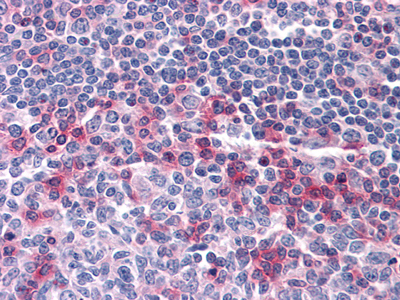 m00529 1 cd69 primary antibodyes ihc testing 2