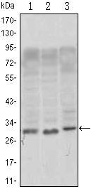 m00529 1 cd69 primary antibodyes wb testing 1